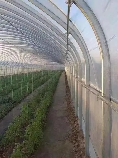 Estufa agrícola de filme chinês Multi Span Po/ PE com sistema hidropônico aquapônico